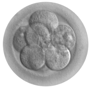 Embryo_8_cells_transparent_image